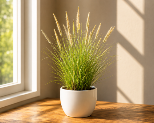 SBL - FOUNTAIN GRASS GREEN